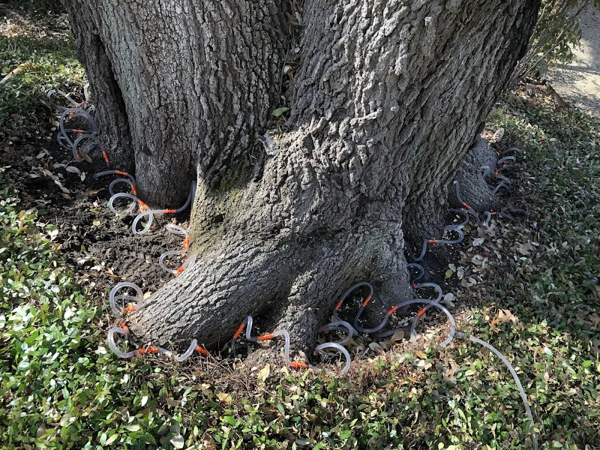 Detailed Tree Cabling and Bracing job site in Woodbridge